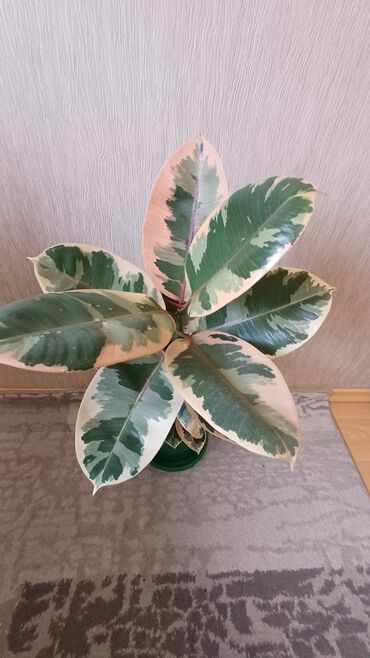 Фикусы: Фикус эластика. Триколор. - Высота растения: примерно 60–70 см от — 7