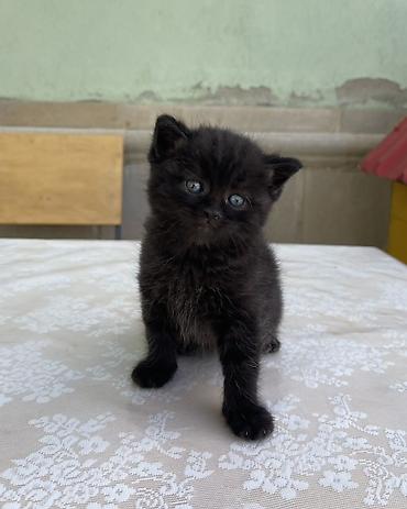cat ruletka: Britan, Erkək, Yaxşı əllərə, Ödənişli çatdırılma, Ünvandan götürmə — 3