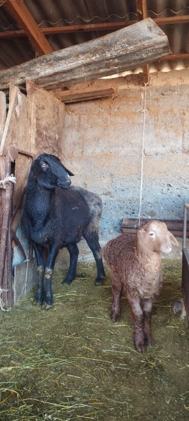 Баран, овца: Продаю | Овца (самка) | Полукровка | Для разведения | Ягнившаяся — 5