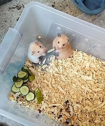 heleb kecileri satilir: Məhsul: Evdə bəslənən hamsterlər (2 ədəd) xamyaklar Təsvir: - Növ — 1