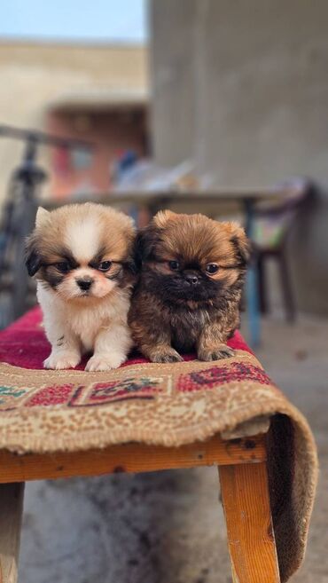 İtlər: Pekines, 2 ay, Erkek — 1