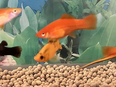 Balıqlar: Sülhsevər, Ünvandan götürmə — 8