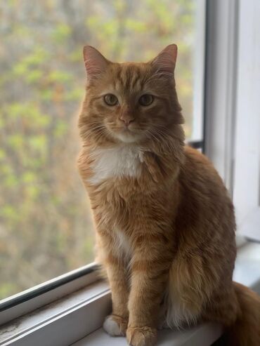 куплю шотландского вислоухого котенка: Отдам котенка 7.5 месяца Рыжий Кот Отдам в хорошие руки которые