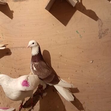 Göyərçinlər: Temiz babayevisqi eni quyruq hundur ayaq uzun quwdardi erkey dest ag — 10