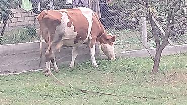 inek satışı: Üçüncü qarına doğacaq yanında 5 aylıq erkək smental balası ilə — 3