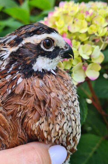 купить корм для перепелов несушек: Продаю | Куры, Петух