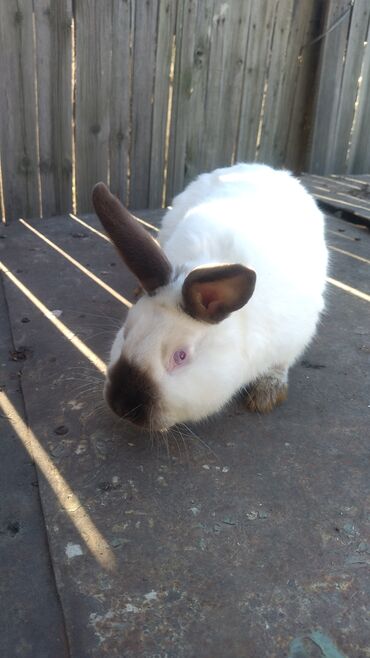 Декоративные кролики: Кролики — 29