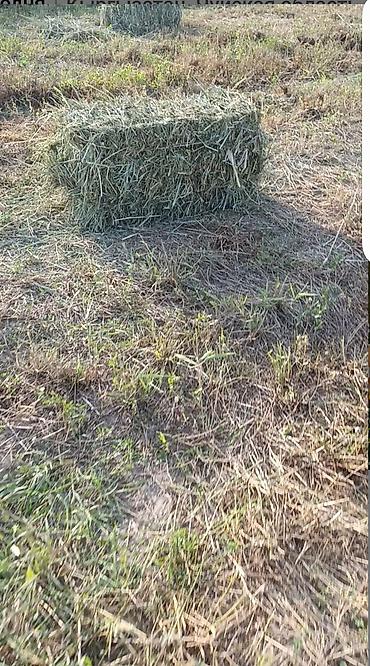 ячмень мука: Сено в тюках,,650 штук - Прессованные прямоугольные тюки полевого — 1