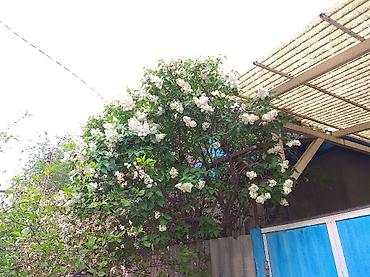 Сирень: Продаю саженцы. Сажать и пересаживать нижеперечисленное нужно весной — 15