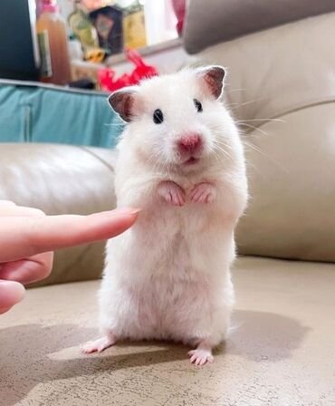 сирийский хомячок: ПРОДАЮ СИРИЙСКИХ ХОМЯЧКОВ,А ТАК ЖЕ КЛЕТКИ,КОРМ,ОПИЛКИ,ПРОГУЛОЧНЫЕ