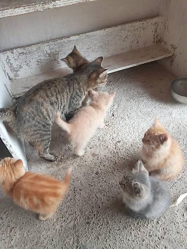 Үй жаныбарлары: Котята, помёт от домашней кошки (на фото мама рядом). Возраст примерно — 4