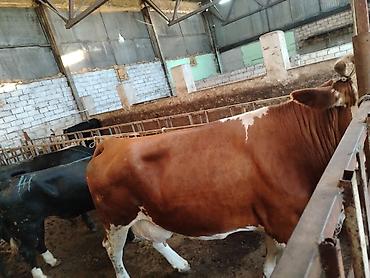 Коровы, быки: Salam aleykum heyvan diri çekisi 1 ton 70 kq dı etini 40 faizle — 9