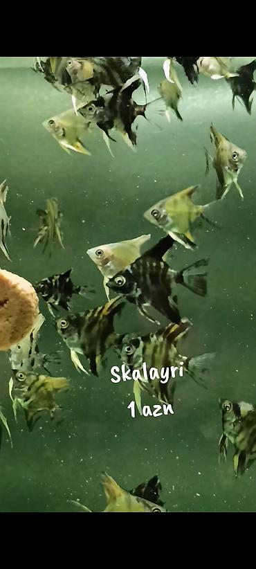 akvarium qiymetleri: Skalayri balıqı 
2 sm, 2,5 sm. 1 azn
WhatsApp YAZIN!!! — 7