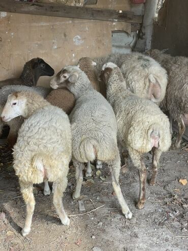 продажа птиц в баку: Dişi quzular satılır super kök sağlam heyvanlardı 5 denedi bir ana