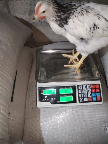 Ticarət tərəziləri: Məhsu:lcolpalar 46 günlükdür. 3 defe vaksin olub. Çəkiləri 700-980 — 5