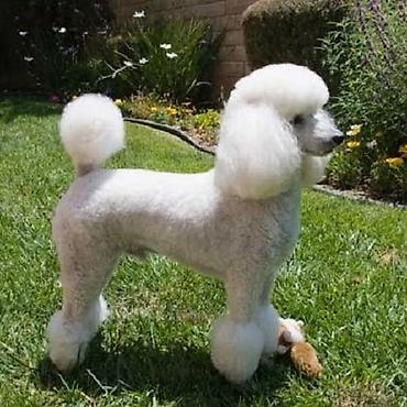 İtlər: Pudel, 6 ay, Dişi -da lalafo.az — 14 İtlər: Pudel, 6 ay, Dişi — 14