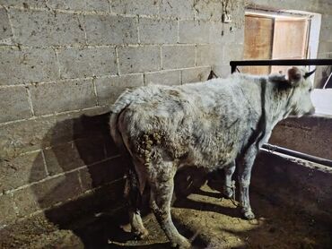 Коровы, быки: Продаю | Тёлка | Алатауская | На забой, Для разведения — 2