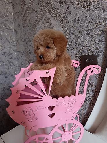 İtlər: Pudel, 2 ay, Dişi — 18