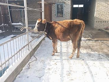 Коровы, быки: Продаю | Тёлка | Полукровка | На откорм | Привязанные — 5