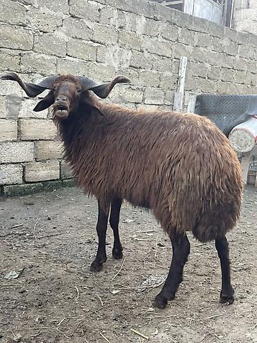 qala sortu qoyunlar: Temiz mor karaman cinsidir 1 yaş 2 aylıqdlr başqa qoyunlarda var — 2