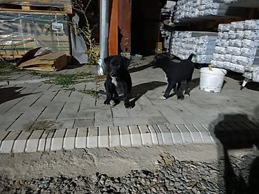 Продажа собак: Овчарка, 2 месяца, Самец — 9