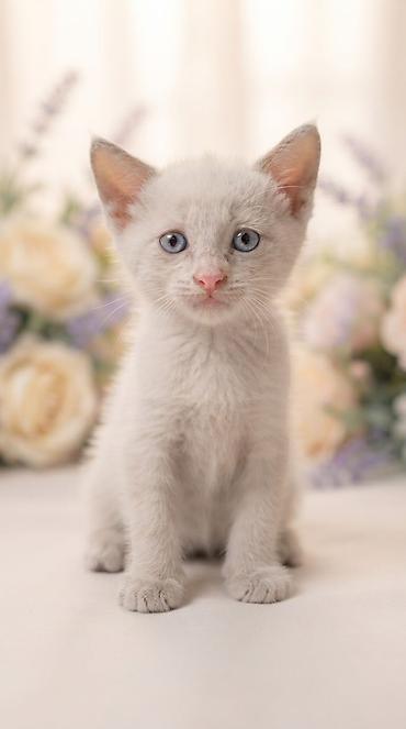 приют котят: ❤️ В добрые руки отдаются очаровательные котята! 🐱 Есть и мальчики, и — 4