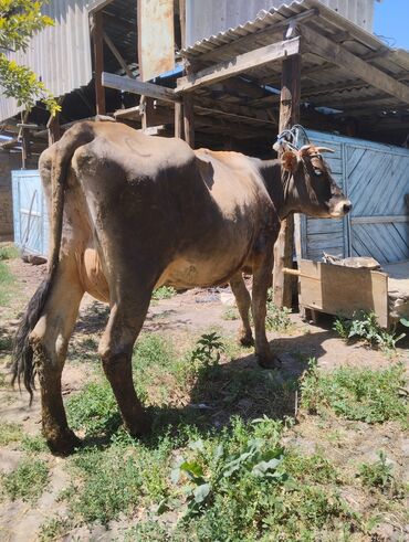ангус карова: Продаю | Корова (самка) | Алатауская | Для молока