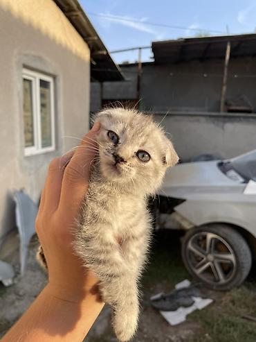кошка ориентал: Кошка даром: Беспородная, 1 месяц, Мальчик, Проглистована — 5