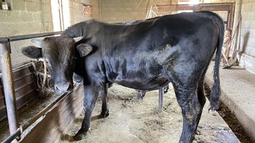 продаю музоо торпок корова самка бык самец айрширская ангус алатауская на забой для разведения на откорм племенные нетель привязанные: Сатам | Бука (эркек)