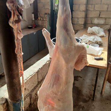 Мясная и рыбная продукция: Quzu və keçi – diri və kəsilmiş ət qurbanliq quzularin kesilmesi
