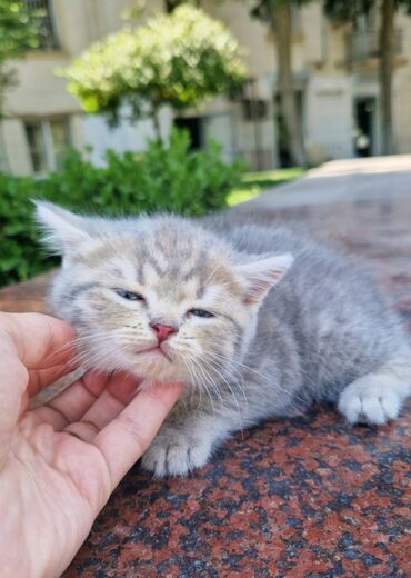 Pişiklər: Şinşilla, Erkək, Yaxşı əllərə -da lalafo.az — 11 Pişiklər: Şinşilla, Erkək, Yaxşı əllərə — 11