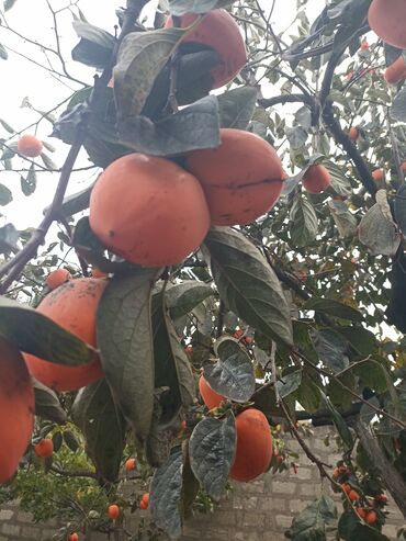 qeşeng şekiller: Məhsul: Xurma ağacı (Diospyros kaki) – bağ şəraitində yetişən, bol