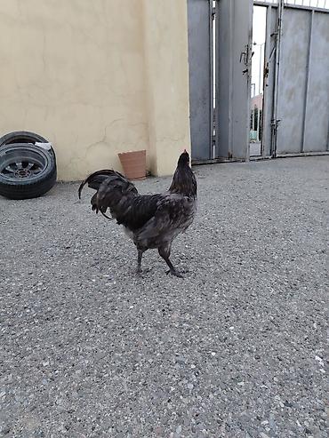 lal ordək balaları: Boz rəngli Avstrolop xoruzu satilir. Cavan və aktiv heyvandir.6 — 3