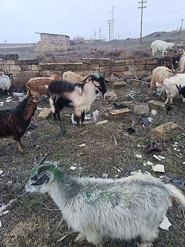 Keçilər, çəpişlər: Çəpiş keçi qoyun sürü və ya tək tək satram. Qiymet ferqlidirMəhsul — 35