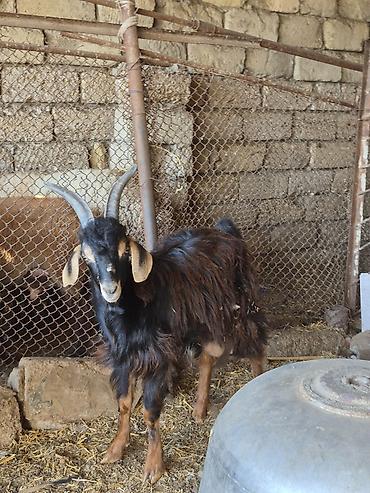 keci satan: Salam saglam arpa yonca yeyen heyvansı real alıcılar zeng vursun — 3