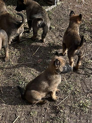 Продажа собак: Щенки Бельгийский овчарки - Порода по типу — короткошёрстные — 4