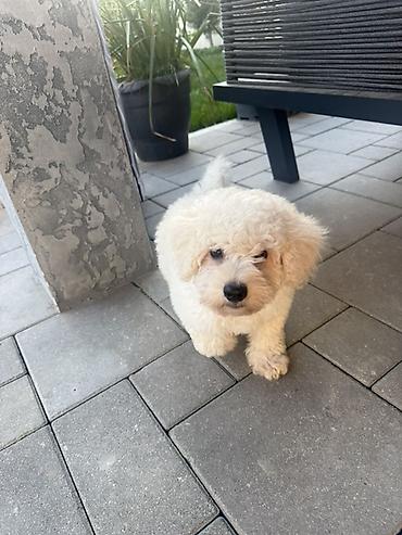 vəhşi itlər: Pudel, 6 ay, Erkək — 3