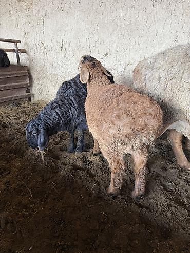 Баран, овца: Продаю | Баран (самец) — 6