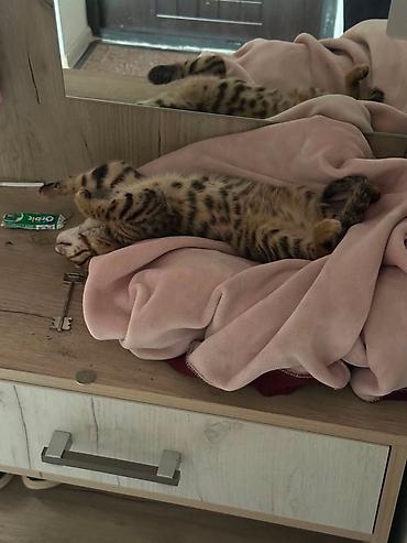 бенгальские коты: Котёнок с ярким пятнисто-полосатым окрасом (тип «леопардовый»/табби) — 9