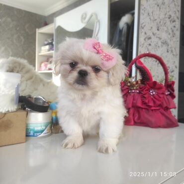 cins itlerin satisi: Pekines, 2 ay, Dişi