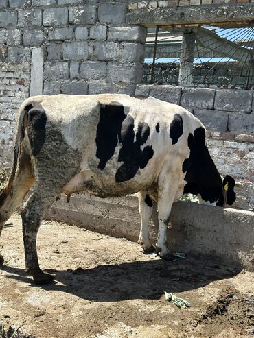 Коровы, быки: Продаю | Корова (самка) | Голштин | Для разведения, Для молока | Не стельные, После отела, Искусственник