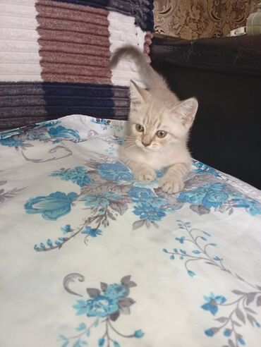 ağ pişik adları: Самец, В добрые руки, Самовывоз