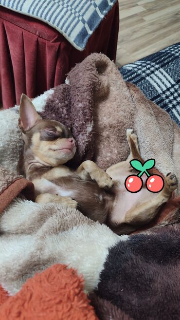 Вязка собак: Вязка. Предлагается для вязки, то есть для любовных встреч — 6