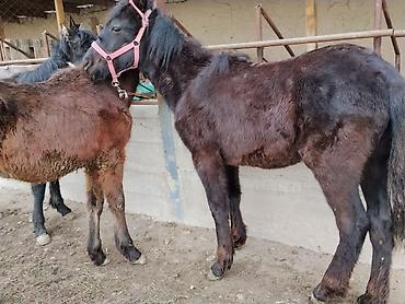 Лошади, кони: Продаю | Жеребенок | Для разведения | Племенные — 8