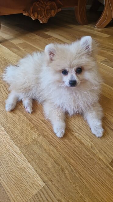 pomeranian spitz satisi: Şpitz, 2 ay, Erkek, Peyvəndli, Ünvandan götürmə