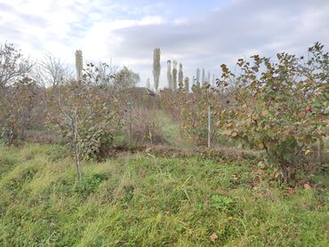 Torpaq sahələrinin satışı: Yalama kənd .məktəbin yani. parkin yani. su .işig .gaz gapidadir -da lalafo.az — 8 Torpaq sahələrinin satışı: Yalama kənd .məktəbin yani. parkin yani. su .işig .gaz gapidadir — 8