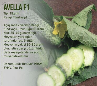 Toxumlar: Aluzze qarpiz toxumu — 7