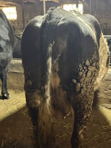 Коровы, быки: Продаю | Корова (самка) | Для молока | Привязанные — 6