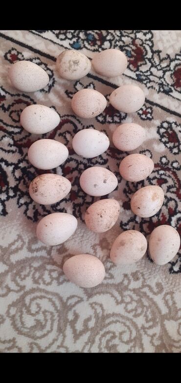 ördek yumurtası satışı: Hinduşqa Salam öz qapımın mayalı sağlam yerri hinduşqa yumurtası
