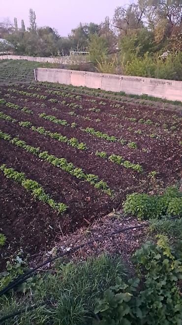 Малина: Малина — 4